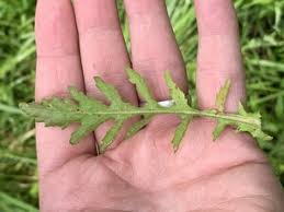 Attēlu rezultāti vaicājumam “Rorippa palustris fruit”