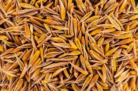 Attēlu rezultāti vaicājumam “Cynosurus cristatus”