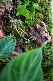 Attēlu rezultāti vaicājumam “Hypnum cupressiforme”