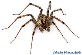 Attēlu rezultāti vaicājumam “Agelenidae”