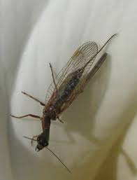 Attēlu rezultāti vaicājumam “Raphidia larva”