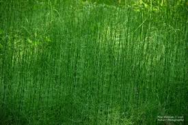 Attēlu rezultāti vaicājumam “Equisetum fluviatile”