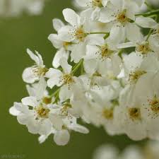 Attēlu rezultāti vaicājumam “Padus avium”