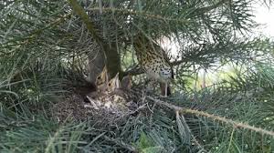 Attēlu rezultāti vaicājumam “Turdus philomelos nest”