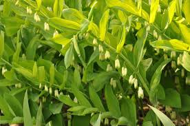 Attēlu rezultāti vaicājumam “Polygonatum multiflorum  leaf”