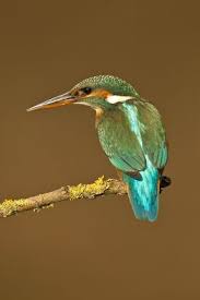 Attēlu rezultāti vaicājumam “Alcedo atthis adult”