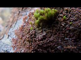 Attēlu rezultāti vaicājumam “Frullania dilatata”