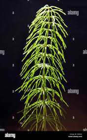 Attēlu rezultāti vaicājumam “Equisetum pratense”