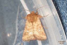 Attēlu rezultāti vaicājumam “Eriopygodes imbecilla”