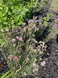 Image result for Gaillardia amblyodon