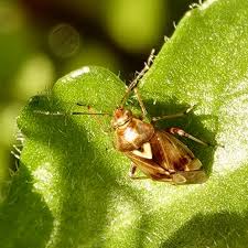 Attēlu rezultāti vaicājumam “Lygus pratensis imago”