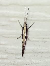 Attēlu rezultāti vaicājumam “Plutella xylostella”