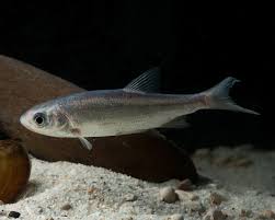 Attēlu rezultāti vaicājumam “Leuciscus idus”