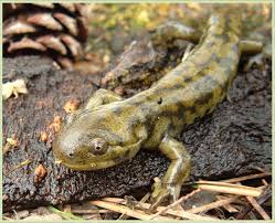 Attēlu rezultāti vaicājumam “Diderma tigrinum macro”