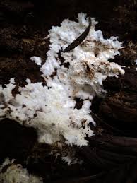 Attēlu rezultāti vaicājumam “Porotheleum fimbriatum”