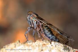 Attēlu rezultāti vaicājumam “Cixius sp.”