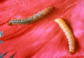 Attēlu rezultāti vaicājumam “Epirhoe tristata”