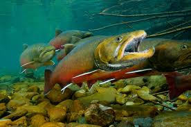 Image result for Salvelinus faroensis