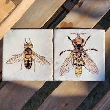 Attēlu rezultāti vaicājumam “Leucozona glaucia”