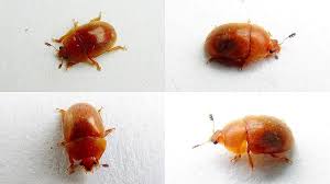 Attēlu rezultāti vaicājumam “Cychramus luteus”