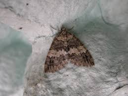 Attēlu rezultāti vaicājumam “Hydriomena impluviata”