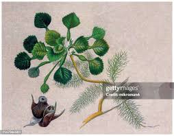 Attēlu rezultāti vaicājumam “Trapa natans”