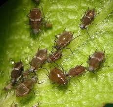 Attēlu rezultāti vaicājumam “Rhopalosiphum oxyacanthae”