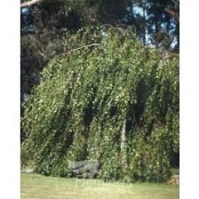 Attēlu rezultāti vaicājumam “Betula pendula Youngii”