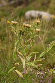 Attēlu rezultāti vaicājumam “Carlina biebersteinii leaf”