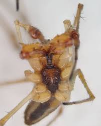 Attēlu rezultāti vaicājumam “Tetragnatha extensa”