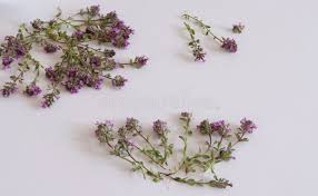 Attēlu rezultāti vaicājumam “Thymus pulegioides”