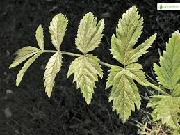 Attēlu rezultāti vaicājumam “Pimpinella major leaf”