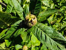 Attēlu rezultāti vaicājumam “Mespilus germanica leaf”
