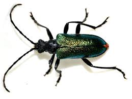 Attēlu rezultāti vaicājumam “Gaurotes virginea”