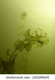 Attēlu rezultāti vaicājumam “Potamogeton perfoliatus flower”