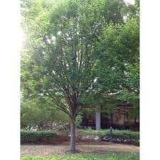 Attēlu rezultāti vaicājumam “Carpinus caroliniana”