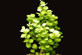 Image result for Lysimachia nummularia