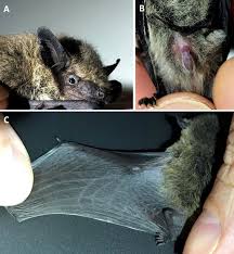 Attēlu rezultāti vaicājumam “Pipistrellus nathusii”