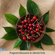 Attēlu rezultāti vaicājumam “Cerasus fruit”