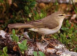 Attēlu rezultāti vaicājumam “Phylloscopus trochilus”