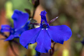 Attēlu rezultāti vaicājumam “Lobeliaceae”