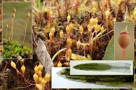 Attēlu rezultāti vaicājumam “Pogonatum nanum”