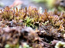 Attēlu rezultāti vaicājumam “Barbilophozia attenuata”