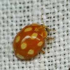 Attēlu rezultāti vaicājumam “Calvia decemguttata imago”