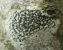 Attēlu rezultāti vaicājumam “Opegrapha atra”