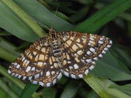 Attēlu rezultāti vaicājumam “Chiasmia clathrata”