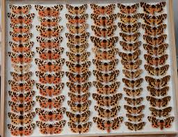 Attēlu rezultāti vaicājumam “Arctia caja”