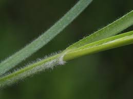 Attēlu rezultāti vaicājumam “Hemitrichia sordivesiculosa sessile”