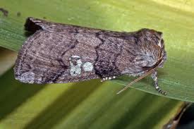 Attēlu rezultāti vaicājumam “Tethea or”