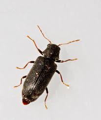 Attēlu rezultāti vaicājumam “Anobiidae”